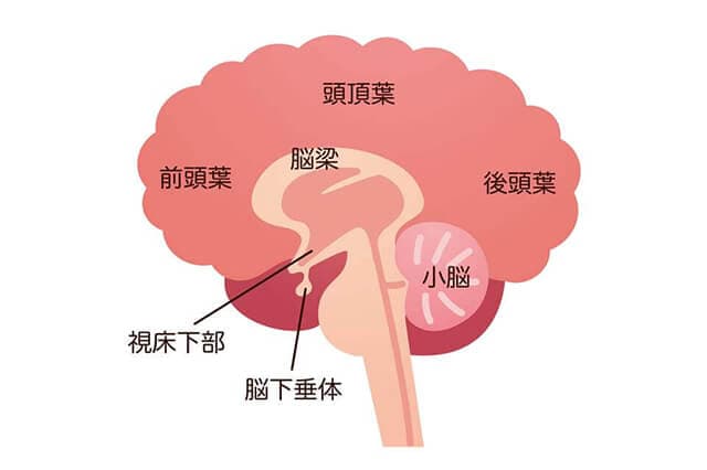 視床下部