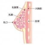 乳腺