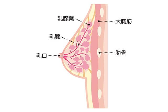 乳腺