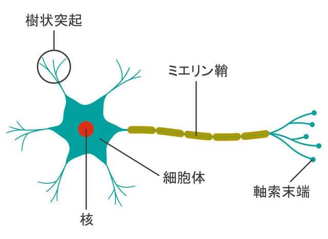脳神経障害