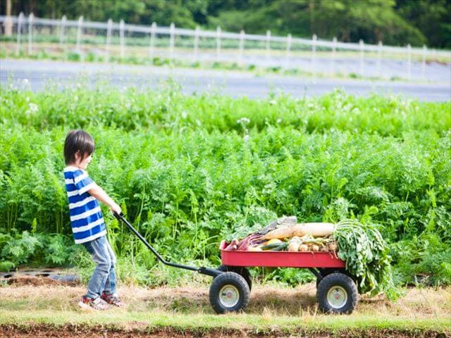 野菜を運ぶ子ども