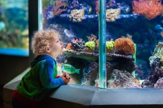 赤ちゃんはいつから水族館にいける？水族館に興味をもつ時期について たまGoo!