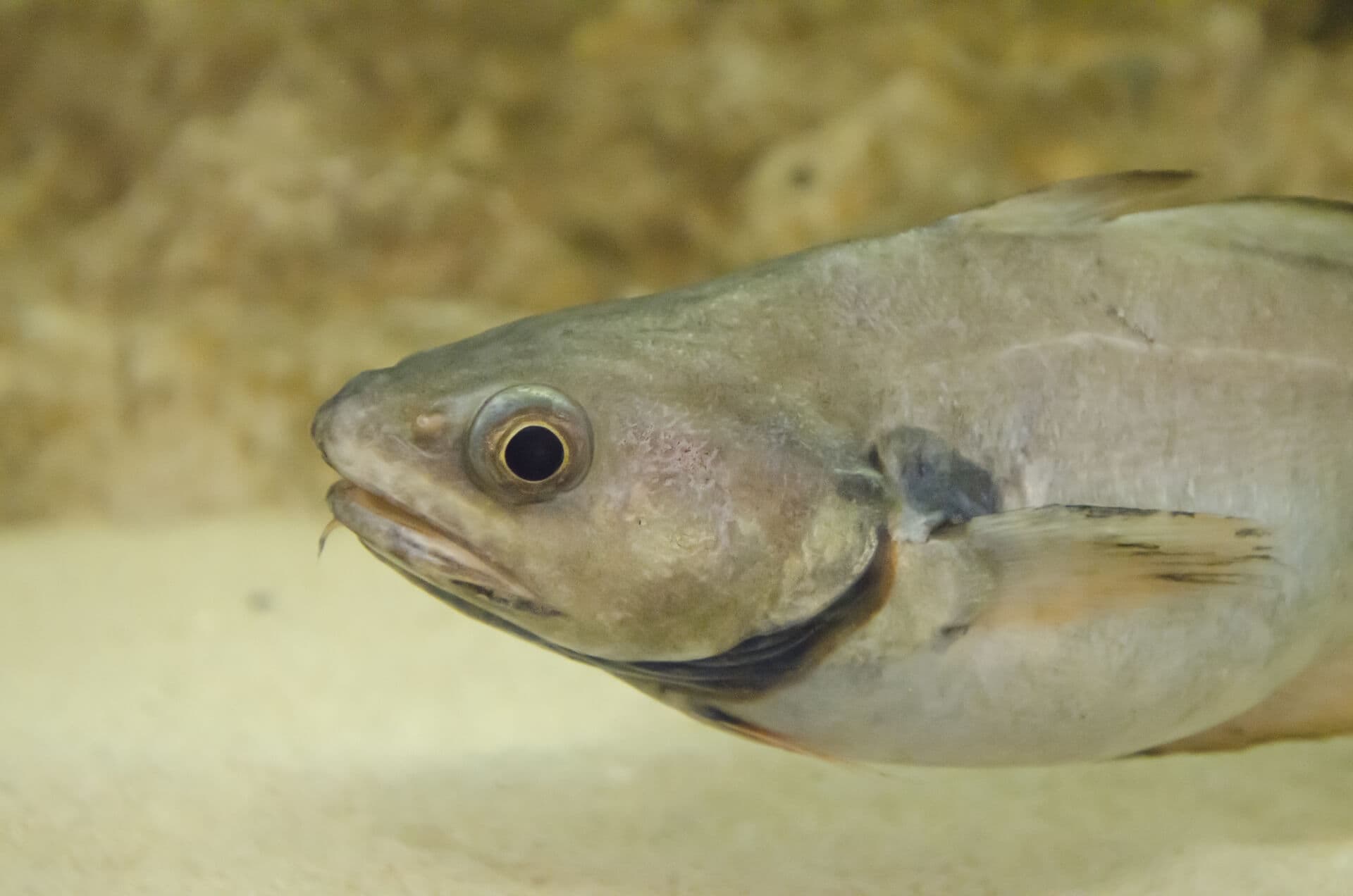 魚肝油
