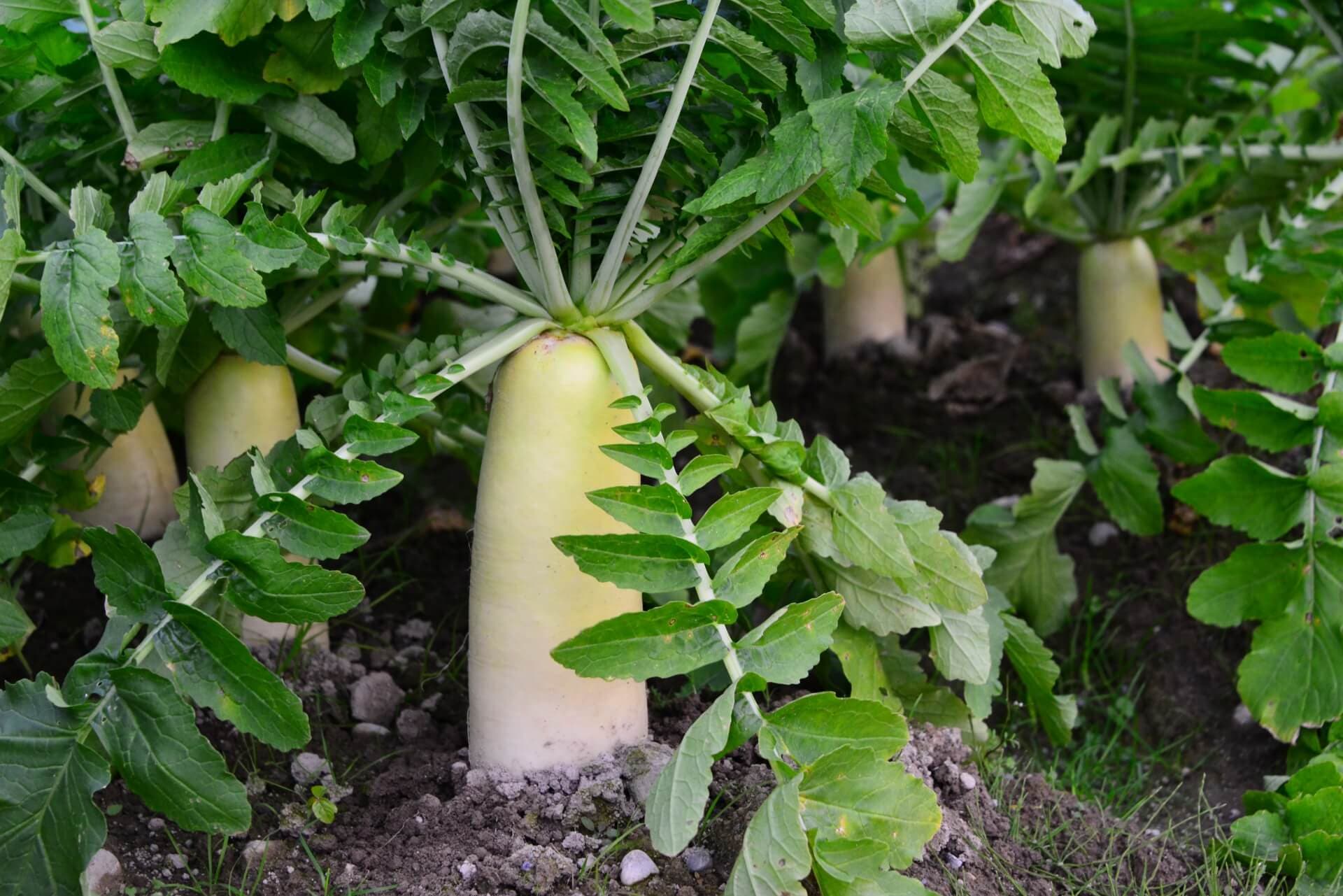 大根葉